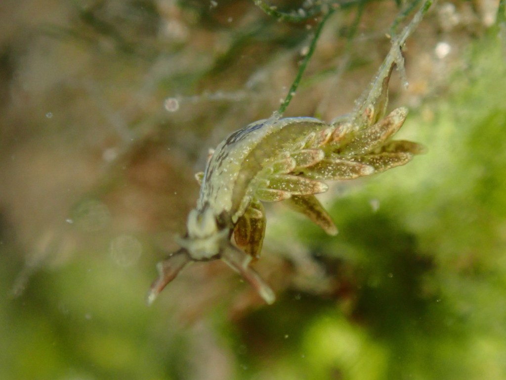 tide pooling at night, tide pooling at dawn, sandy beaches, marine life, intertidal, sap sucker