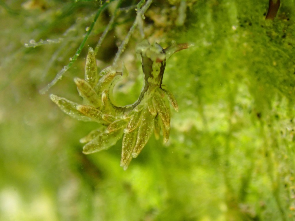 tide pooling at night, tide pooling at dawn, sandy beaches, marine life, intertidal, sap sucker