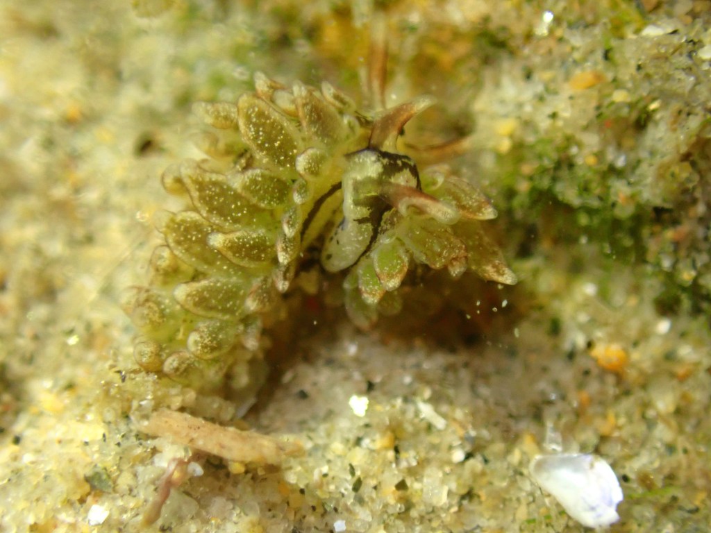 tide pooling at night, tide pooling at dawn, sandy beaches, marine life, intertidal, sap sucker