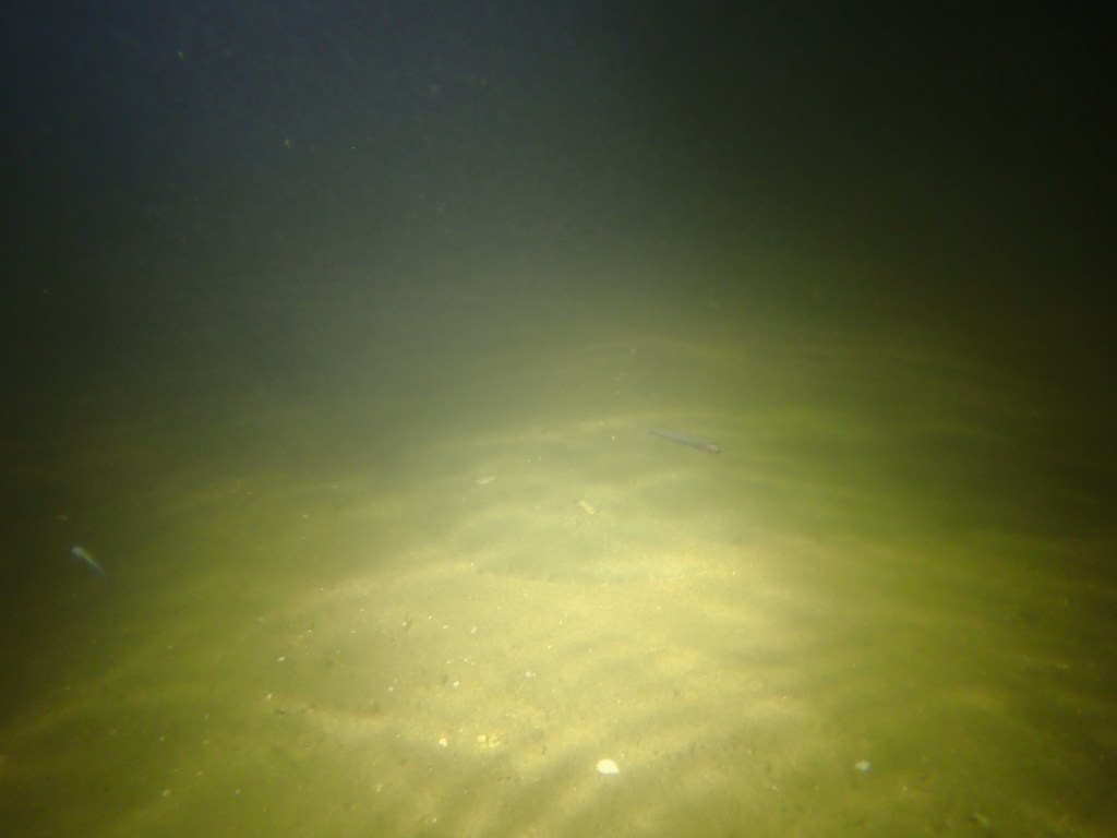 tide pooling at night, tide pooling at dawn, sandy beaches, marine life, intertidal, california butterfly ray