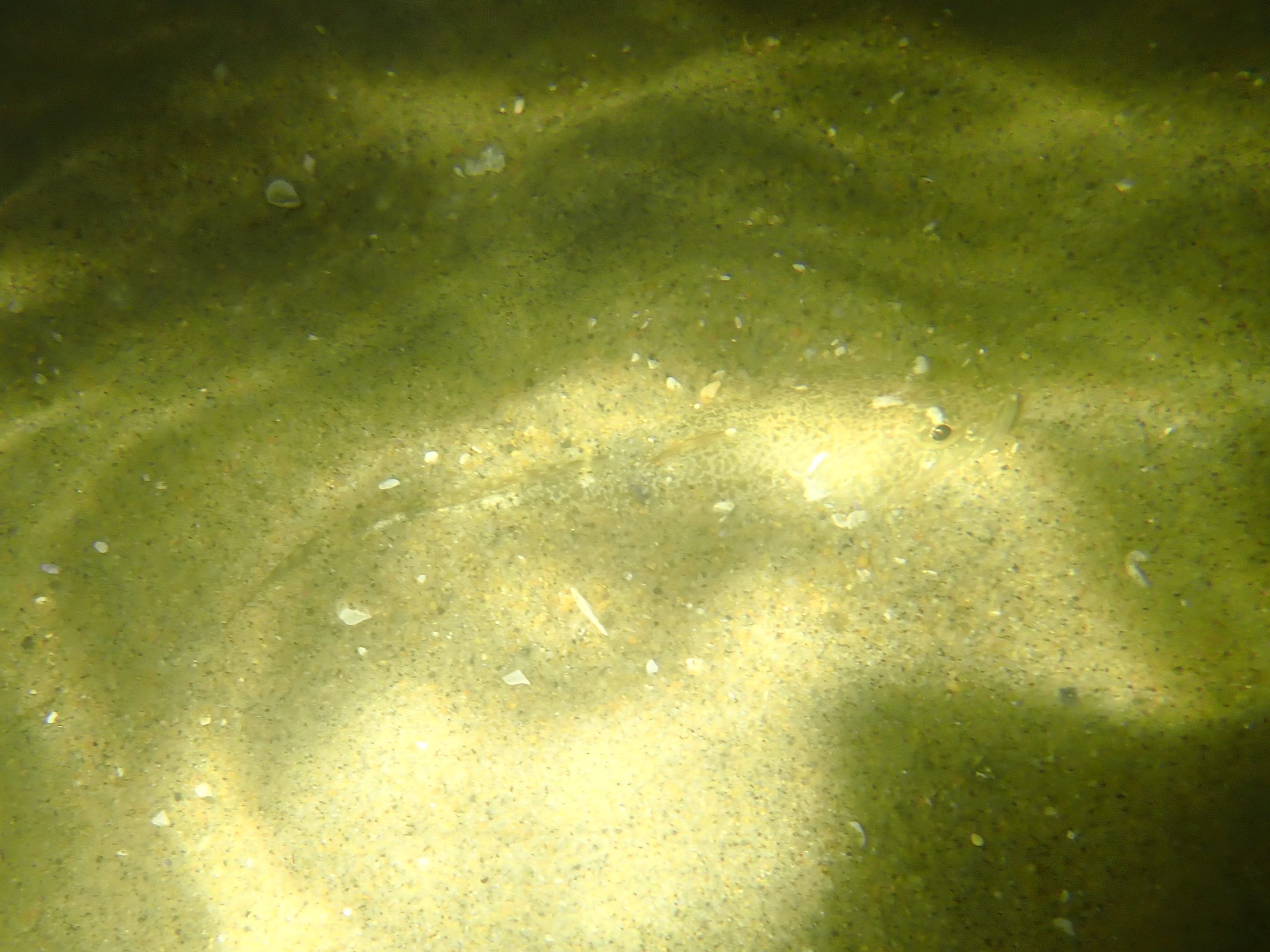 tide pooling at night, tide pooling at dawn, sandy beaches, marine life, intertidal, fish