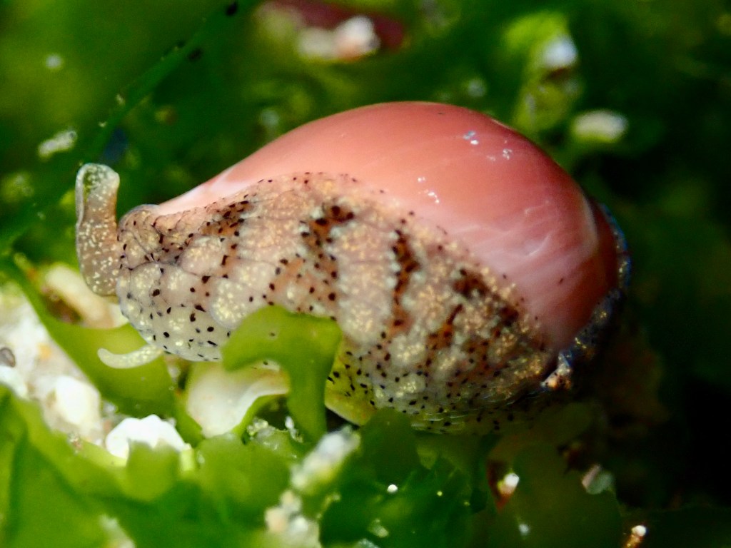 snails, mollusks shelling, essays, tide pooling, nature essays, Velutinoidea, intertidal, taxonomy, erato, trivia, appleseed erato