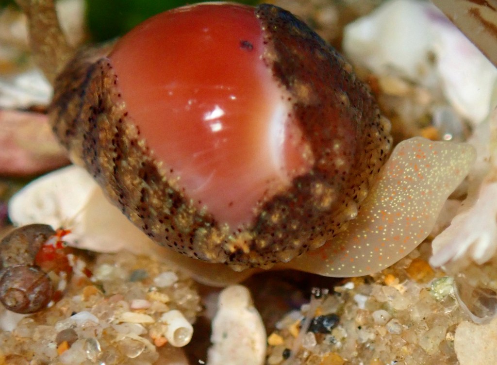 snails, mollusks shelling, essays, tide pooling, nature essays, Velutinoidea, intertidal, taxonomy, erato, trivia, appleseed erato