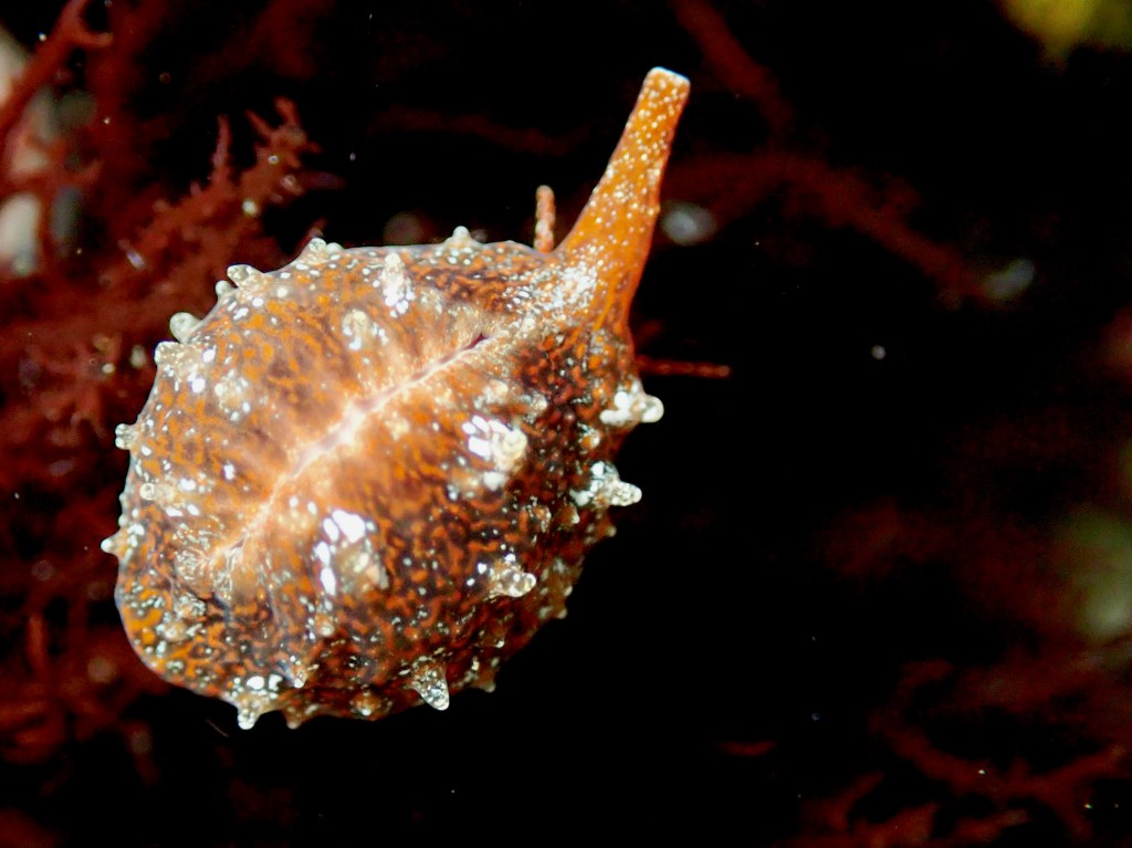 snails, mollusks shelling, essays, tide pooling, nature essays, Velutinoidea, intertidal, taxonomy, erato, trivia, coffee bean trivia