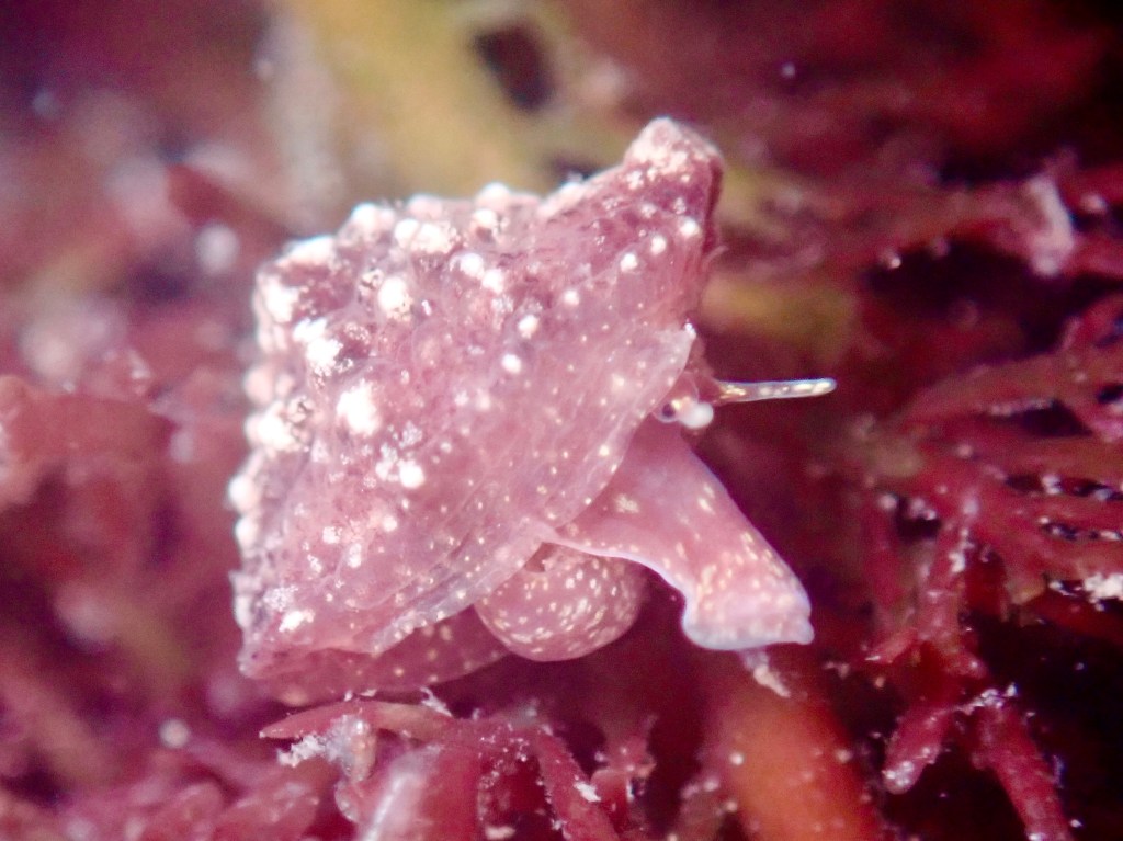 snails, mollusks shelling, essays, tide pooling, nature essays, Velutinoidea, intertidal, taxonomy, erato, trivia,Hainotis sharonae