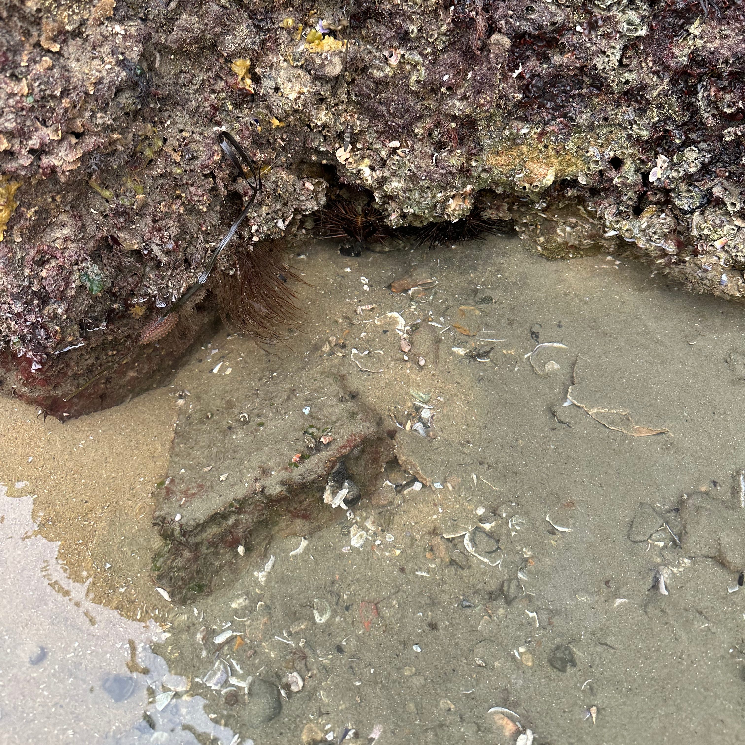 tide pooling, one tide pool, sandy beach, intertidal, low tide, king tide,