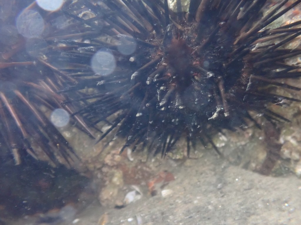 tide pooling, one tide pool, sandy beach, intertidal, low tide, king tide, black starry urchins