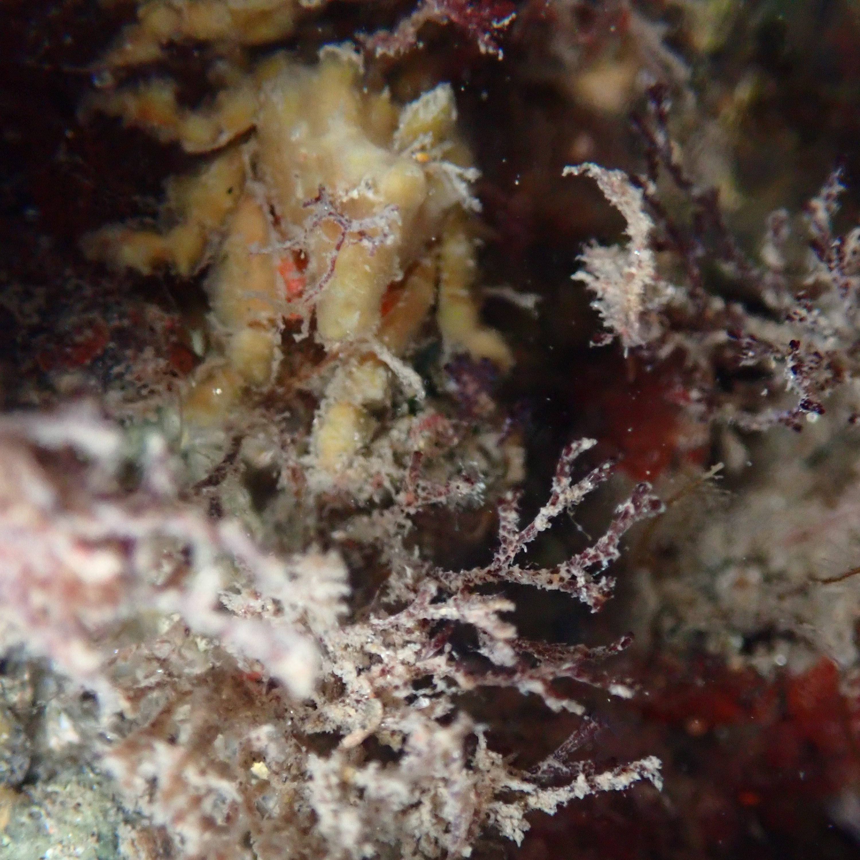 tide pooling, one tide pool, sandy beach, intertidal, low tide, king tide, dwarf tear drop crab