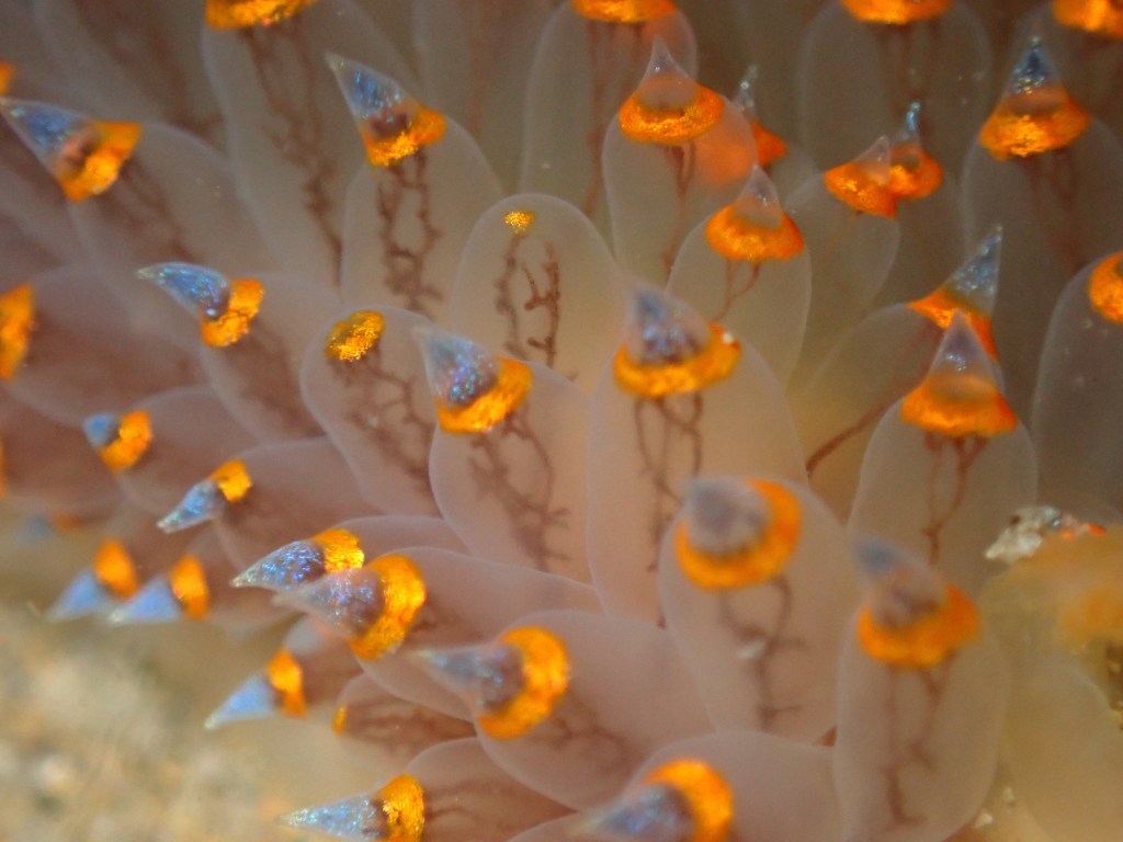 cockscomb nudibranch, tide pooling, one tide pool, sandy beach, intertidal, low tide, king tide,