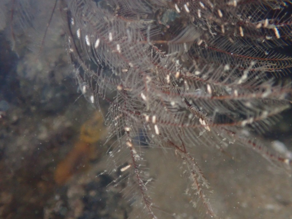 tide pooling, one tide pool, sandy beach, intertidal, low tide, king tide, hydroids