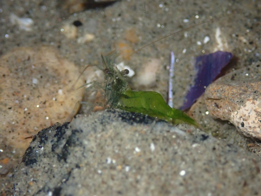 tide pooling, one tide pool, sandy beach, intertidal, low tide, king tide, transparent shrimp