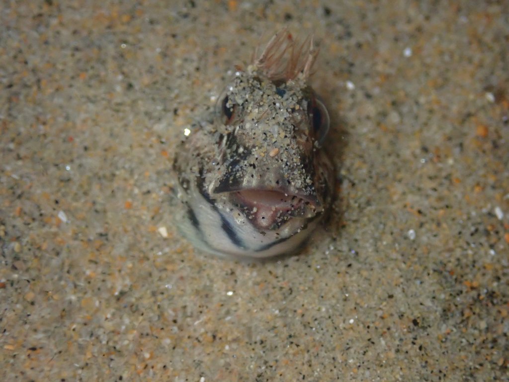 notchbrown blenny, tide pooling, one tide pool, sandy beach, intertidal, low tide, king tide,