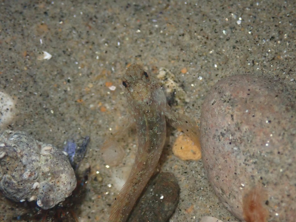 notchbrow blenny, tide pooling, one tide pool, sandy beach, intertidal, low tide, king tide,