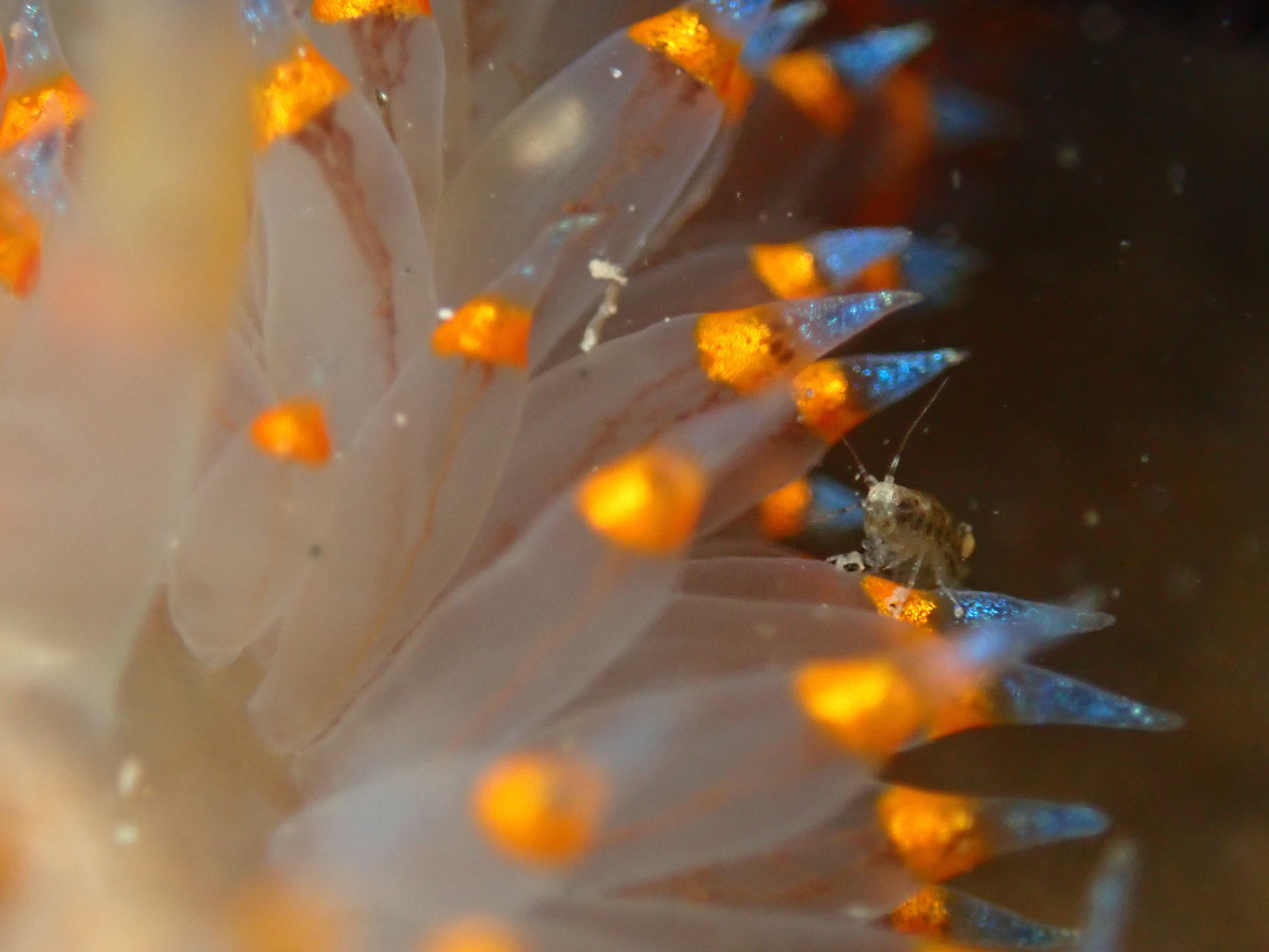 cockscomb nudibranch, amphipod, tide pooling, one tide pool, sandy beach, intertidal, low tide, king tide,