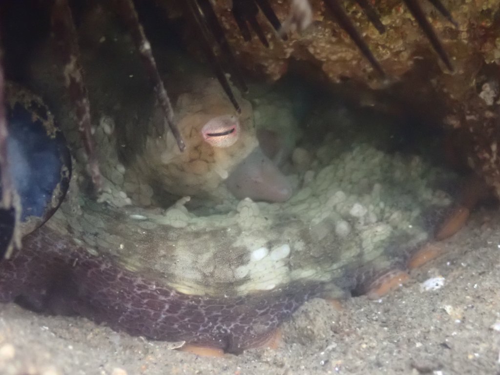 tide pooling, one tide pool, sandy beach, intertidal, low tide, king tide, lesser two spot octopus