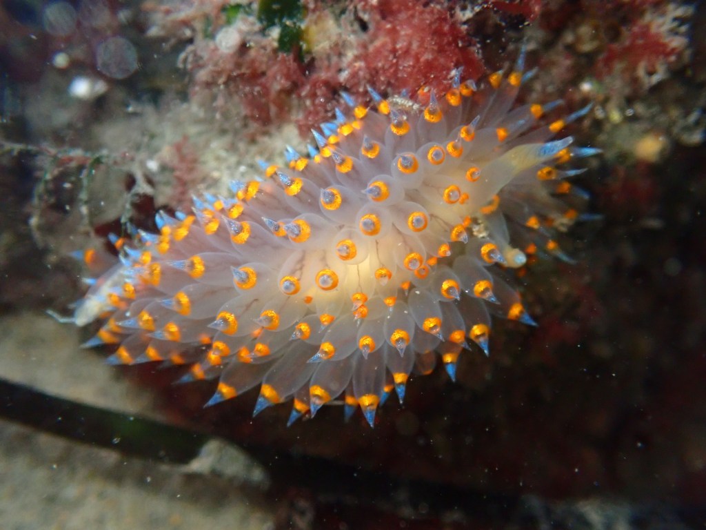 cockscomb nudibranch, tide pooling, one tide pool, sandy beach, intertidal, low tide, king tide,