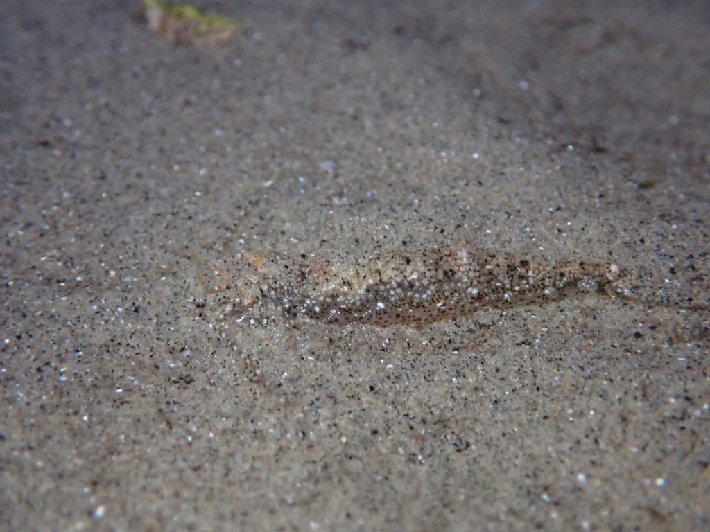 tide pooling, one tide pool, sandy beach, intertidal, low tide, king tide, smooth bay shrimp
