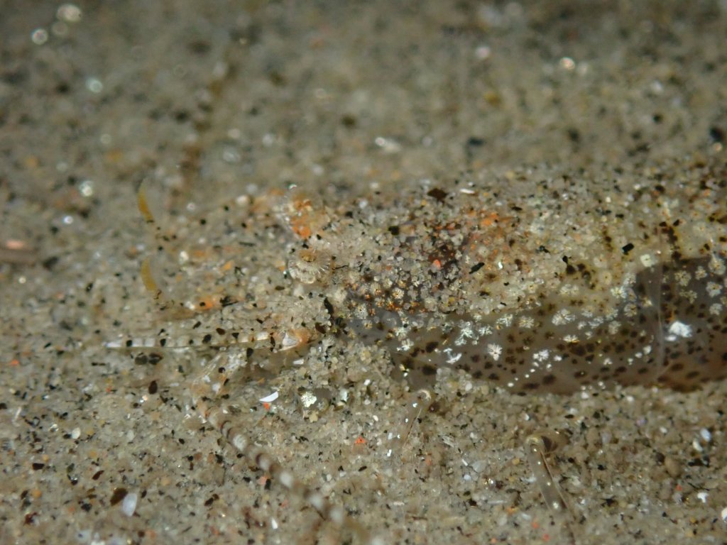 tide pooling, one tide pool, sandy beach, intertidal, low tide, king tide, smooth bay shrimp