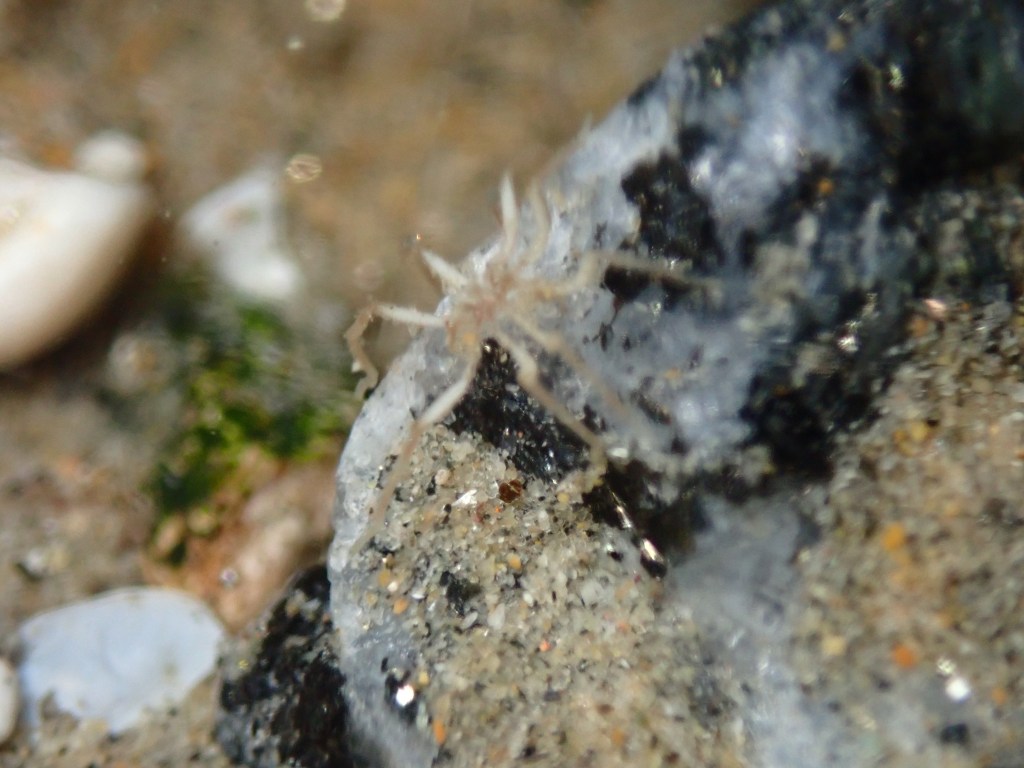 tide pooling, one tide pool, sandy beach, intertidal, low tide, king tide, sea spider