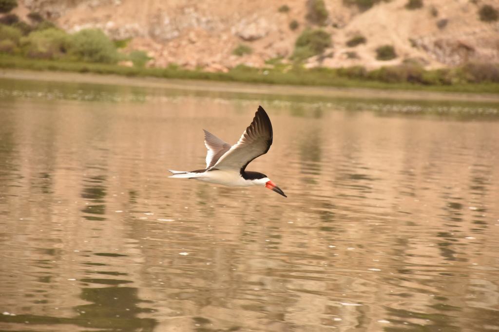black skimmer, birding in the interitdal, birds at the tide pools, bird watching, tide pooling, birding, tips for birding on the coast