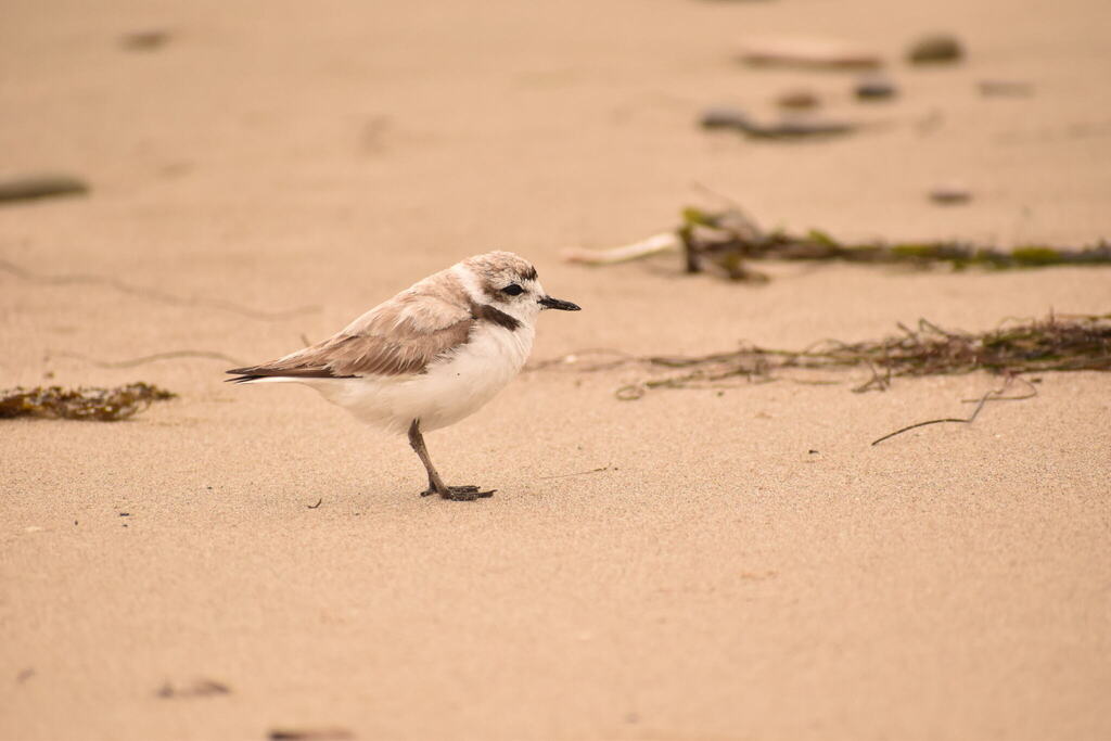 snowy plover, birding in the interitdal, birds at the tide pools, bird watching, tide pooling, birding, tips for birding on the coast