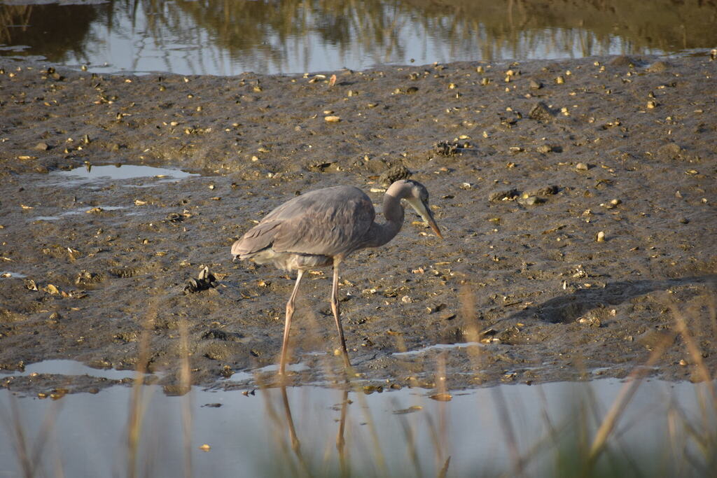 great blue heron, birding in the interitdal, birds at the tide pools, bird watching, tide pooling, birding, tips for birding on the coast
