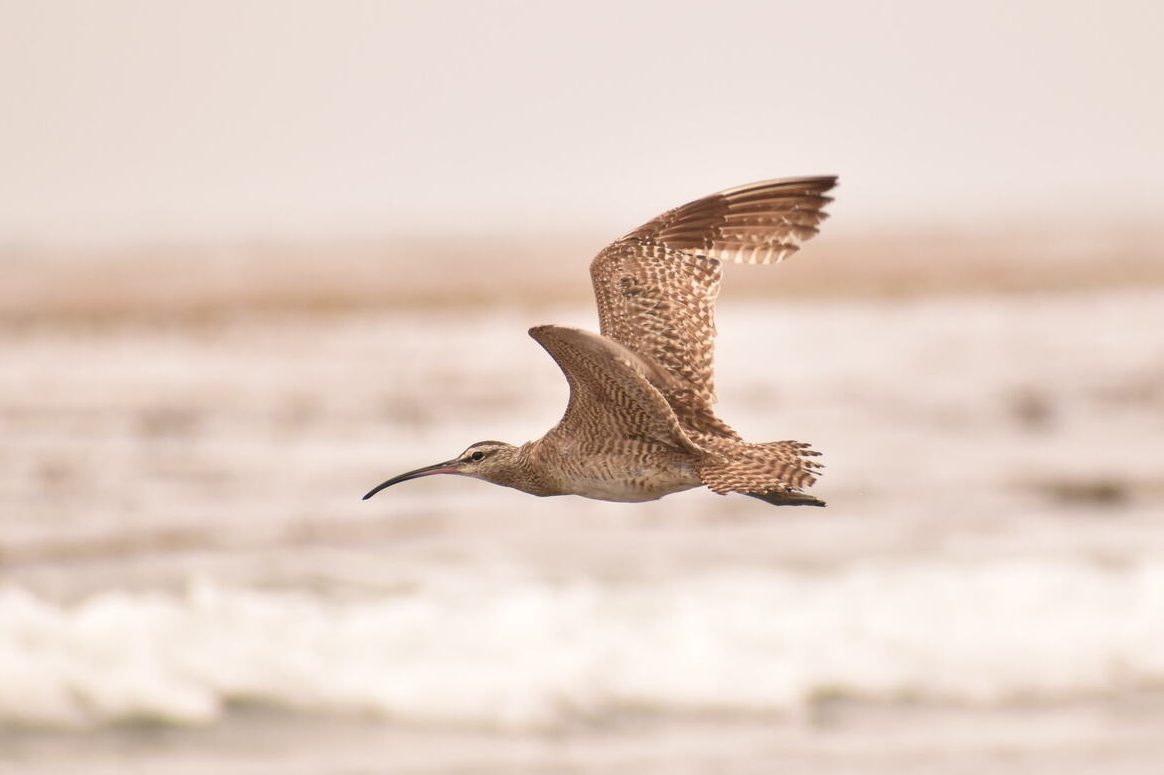 whimbrel, birding in the interitdal, birds at the tide pools, bird watching, tide pooling, birding, tips for birding on the coast
