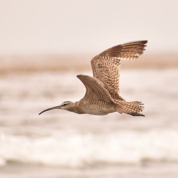 Tips for Birding on the&nbsp;Coast