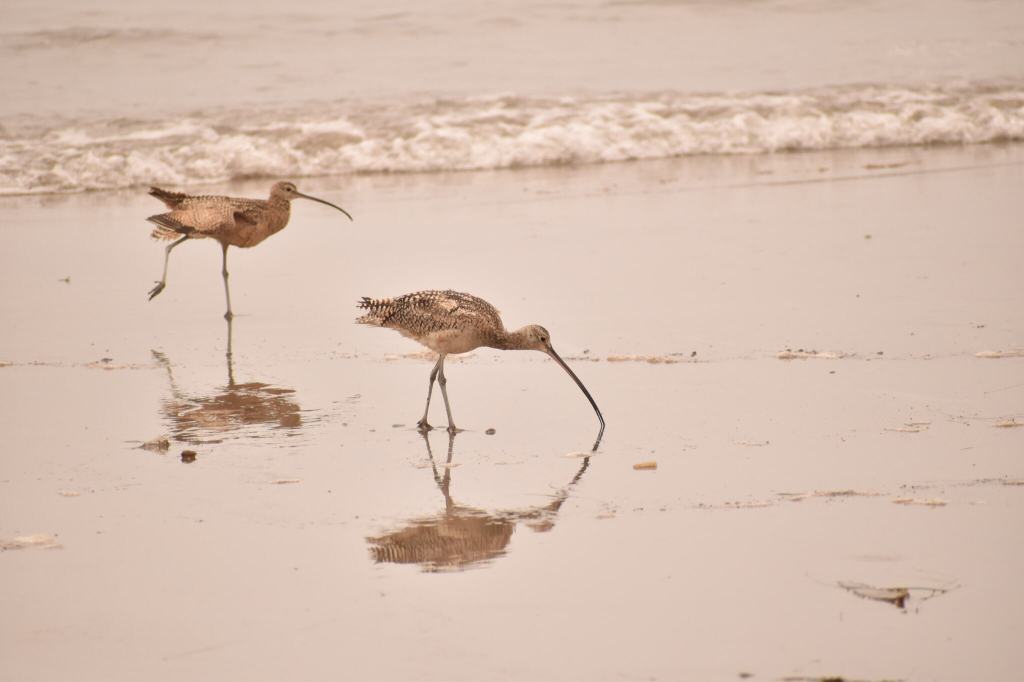 long-billed curlew, birding in the interitdal, birds at the tide pools, bird watching, tide pooling, birding, tips for birding on the coast