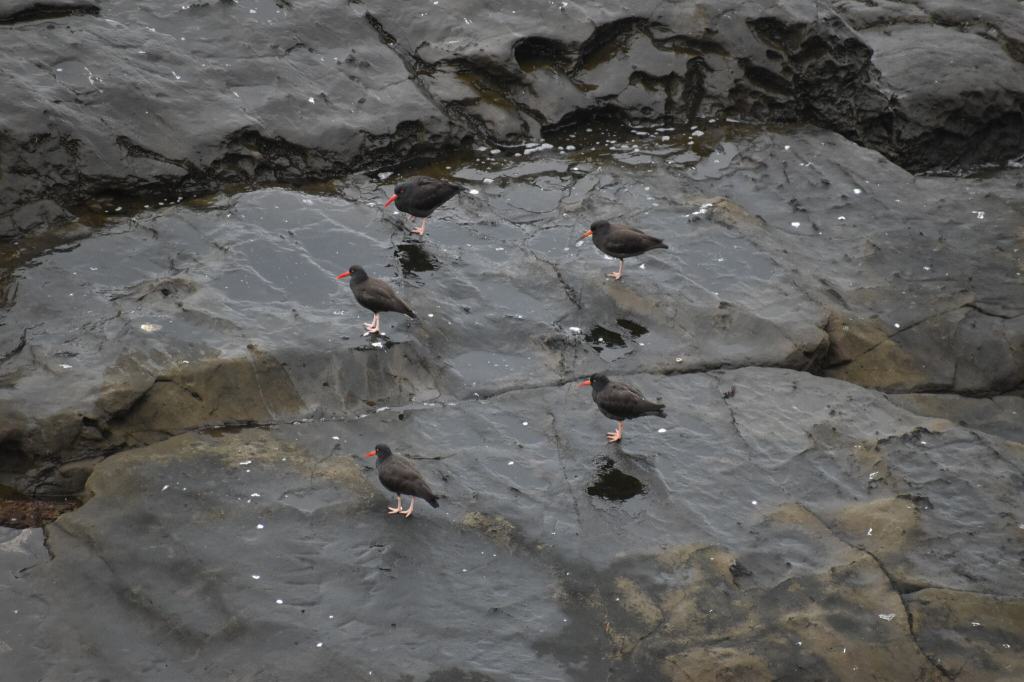 black oystercatcher, birding in the interitdal, birds at the tide pools, bird watching, tide pooling, birding, tips for birding on the coast
