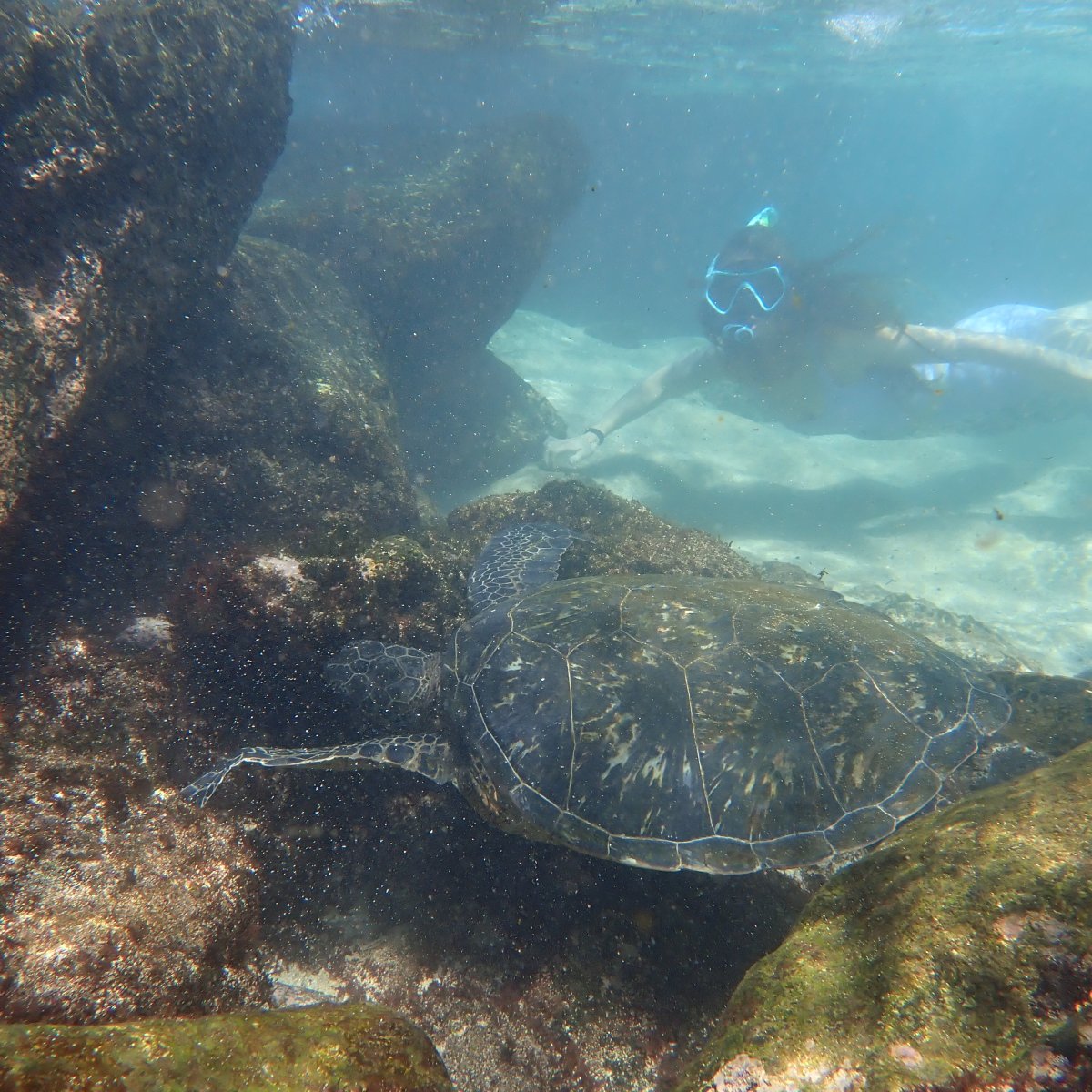 Is Tide Pooling Better than&nbsp;Snorkeling?