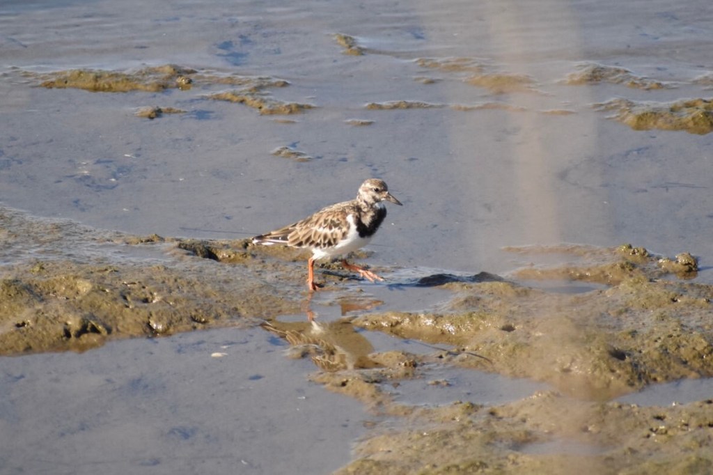 ruddy turnstone in California, ruddy turnstone, shore bird, intertidal birds, tide pooling, birding, looking for birds on the coast, circumpolar breeder, turnstones, 