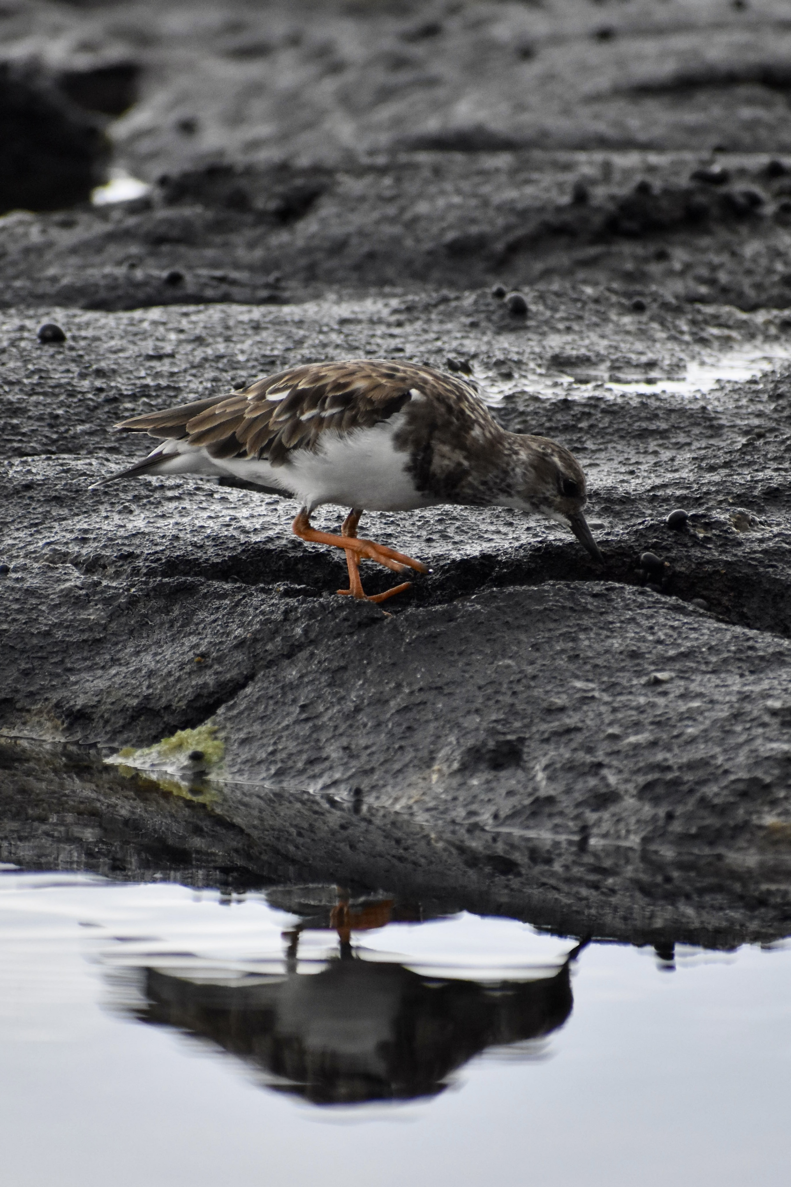ruddy turnstone in hawaii, ruddy turnstone, shore bird, intertidal birds, tide pooling, birding, looking for birds on the coast, circumpolar breeder, turnstones, birds foraging
