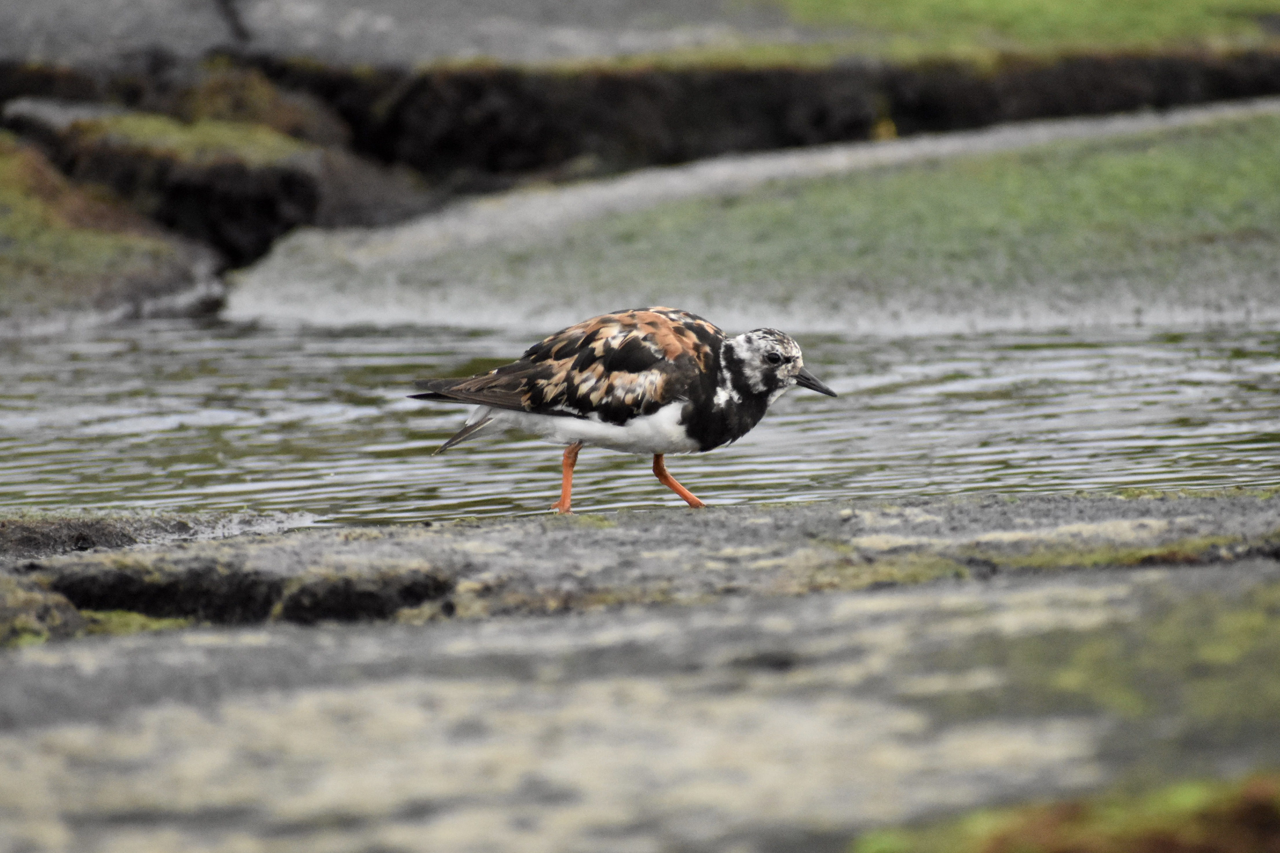 ruddy turnstone in hawaii, ruddy turnstone, shore bird, intertidal birds, tide pooling, birding, looking for birds on the coast, circumpolar breeder, turnstones