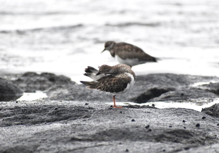 ruddy turnstone in hawaii, ruddy turnstone, shore bird, intertidal birds, tide pooling, birding, looking for birds on the coast, circumpolar breeder, turnstones, preening