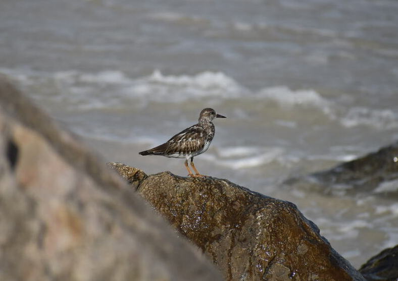 ruddy turnstone in Florida, ruddy turnstone, shore bird, intertidal birds, tide pooling, birding, looking for birds on the coast, circumpolar breeder, turnstones