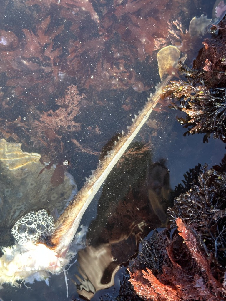 starry skate, tidepooling log, moss beach, central Ca tidepooling, nudibranchs, sea slugs