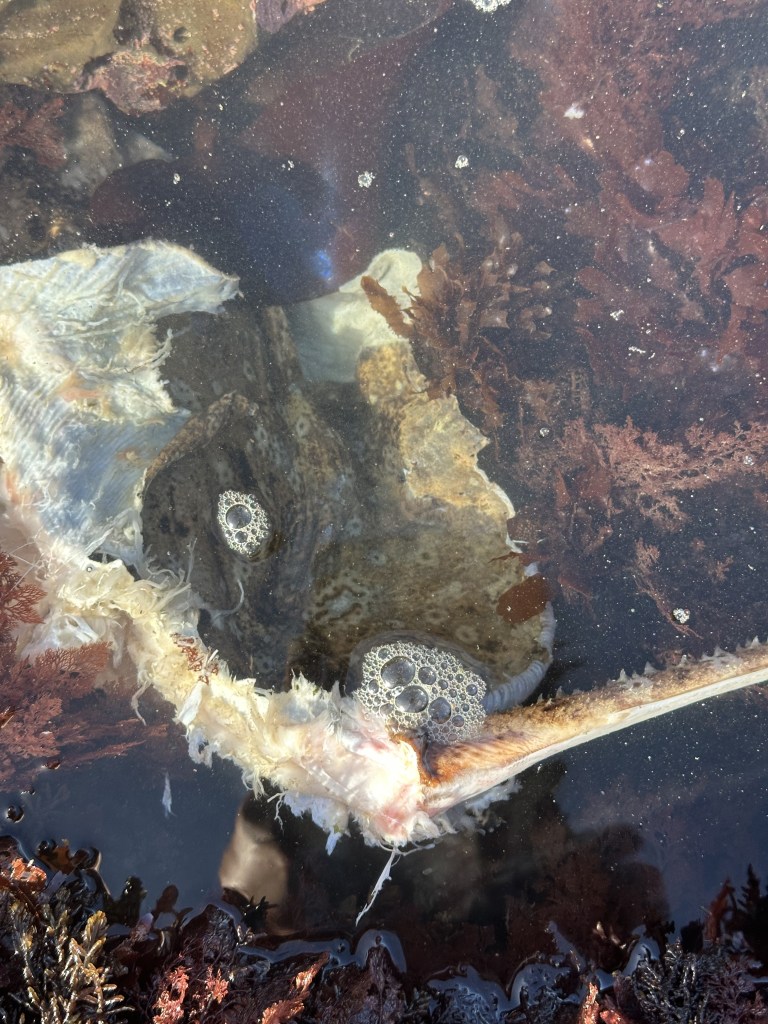 starry skate, tidepooling log, moss beach, central Ca tidepooling, nudibranchs, sea slugs