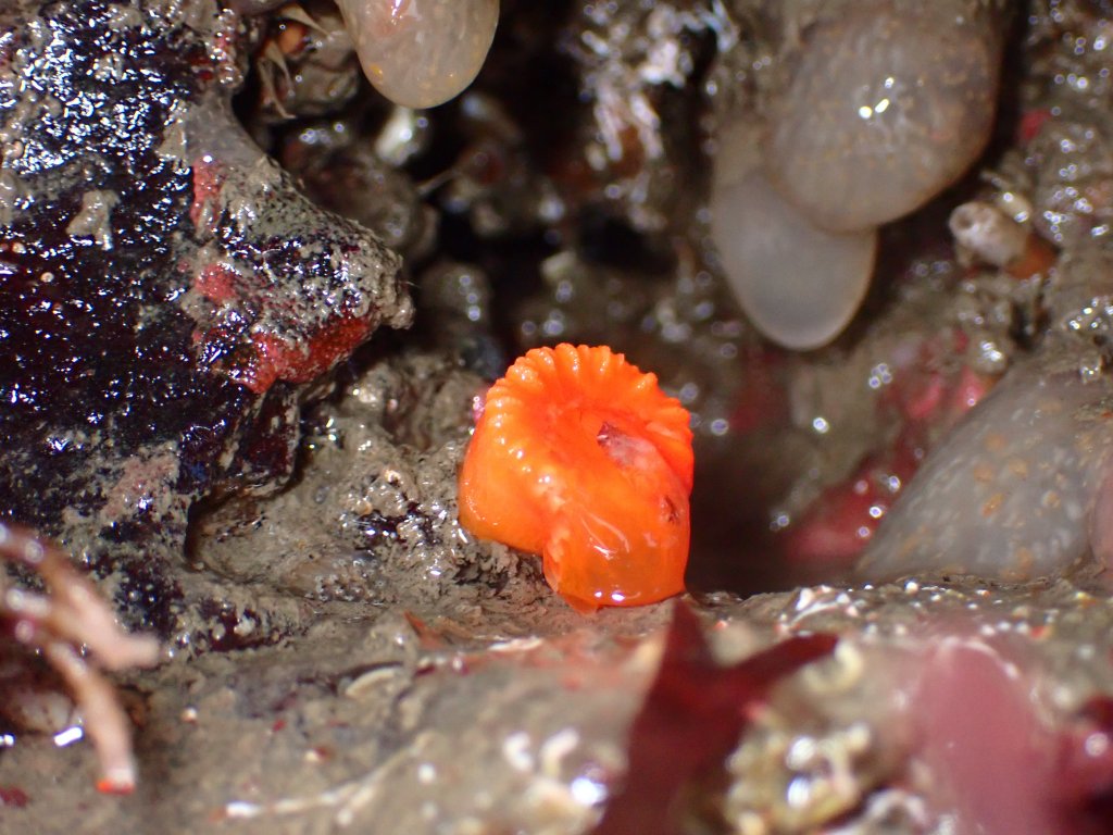 orange cup coral, tidepooling log, moss beach, central Ca tidepooling, nudibranchs, sea slugs