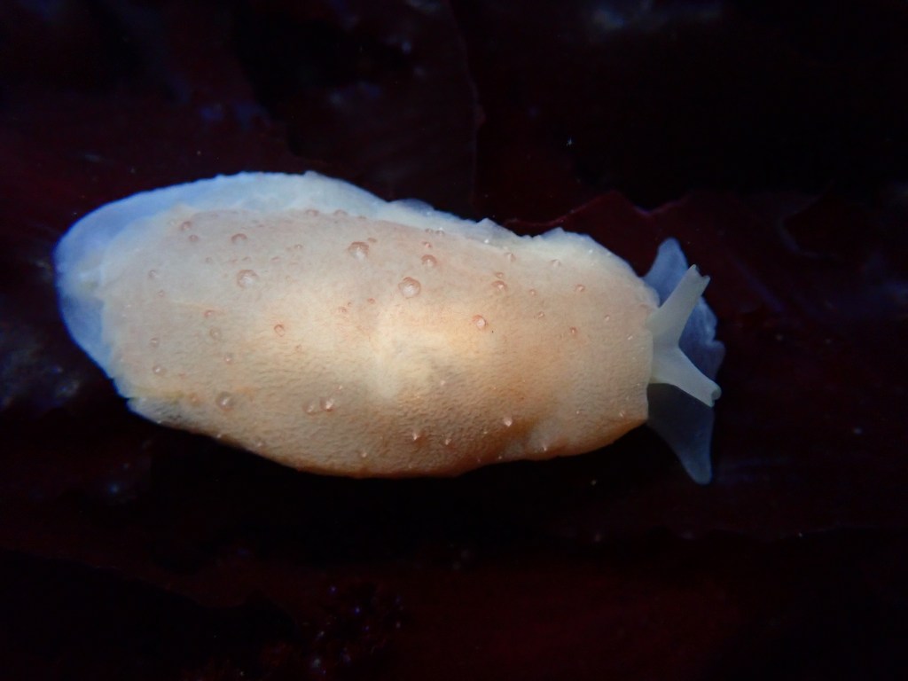 strong's side gill slug, tidepooling log, moss beach, central Ca tidepooling, nudibranchs, sea slugs
