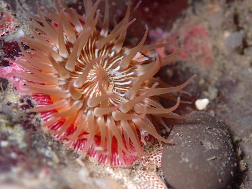 anemone, tidepooling log, moss beach, central Ca tidepooling, nudibranchs, sea slugs