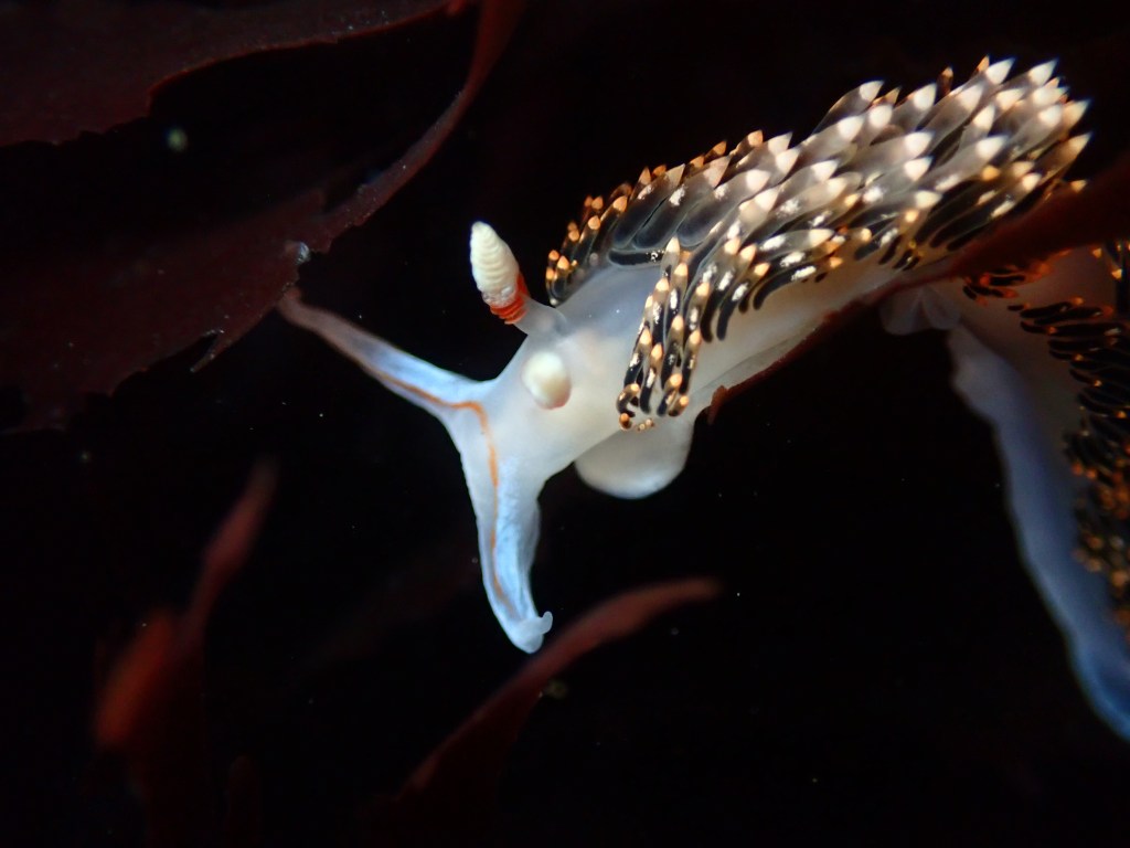 hilton's aeolid, tidepooling log, moss beach, central Ca tidepooling, nudibranchs, sea slugs