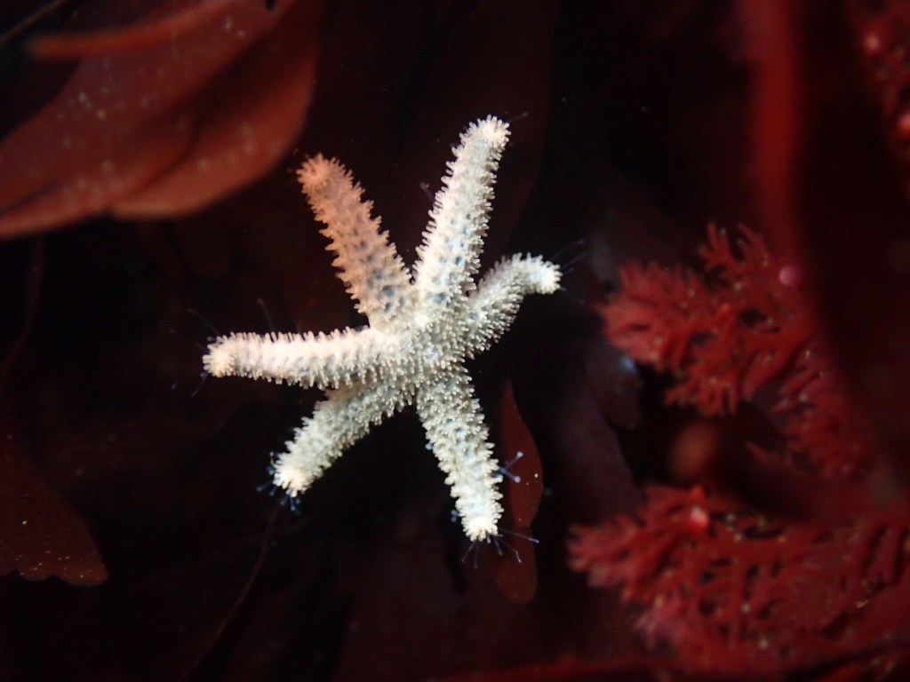 six rayed star, tidepooling log, moss beach, central Ca tidepooling, nudibranchs, sea slugs