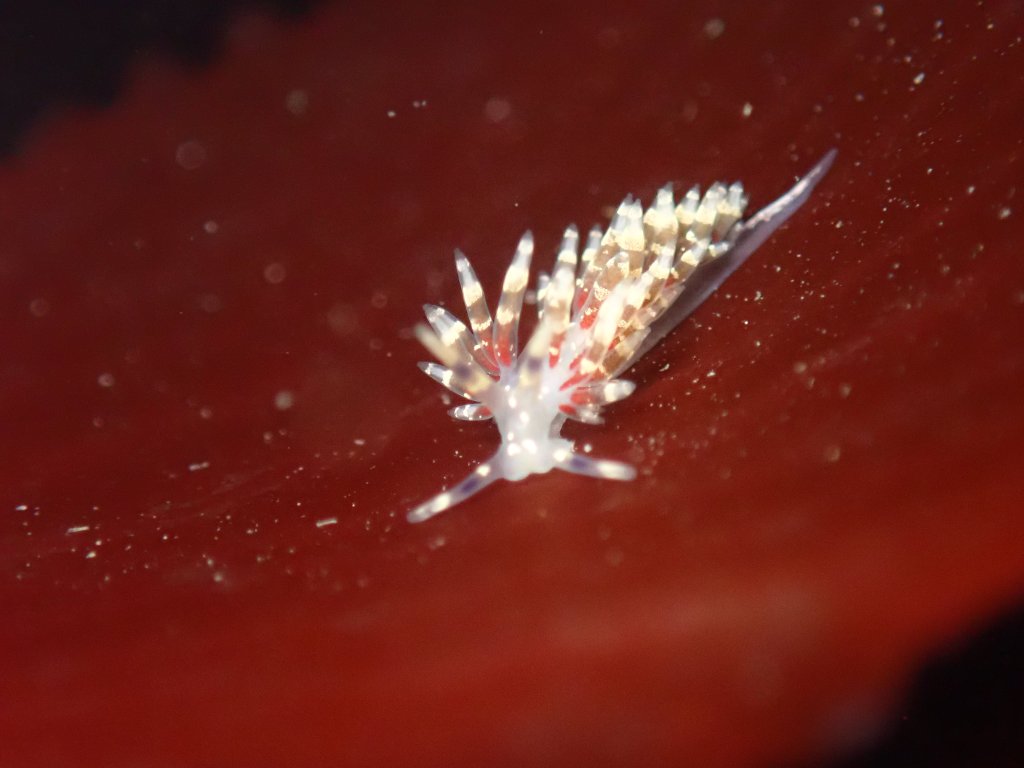 elegant aeolid, tidepooling log, moss beach, central Ca tidepooling, nudibranchs, sea slugs