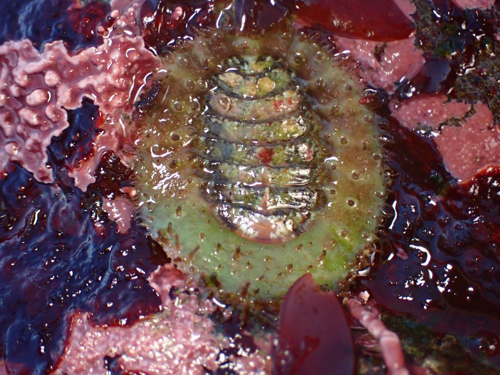 veiled chiton, tidepooling log, moss beach, central Ca tidepooling, nudibranchs, sea slugs