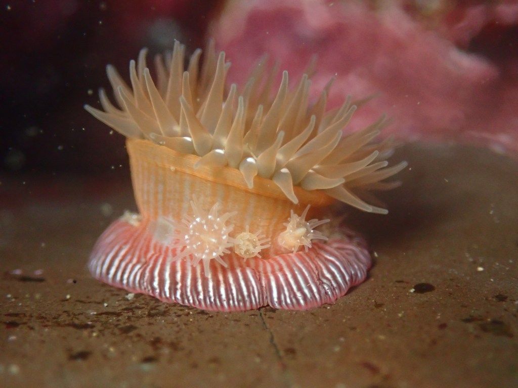 brooding anemone, tidepooling log, moss beach, central Ca tidepooling, nudibranchs, sea slugs