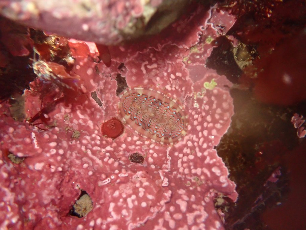 flame lined chiton, tidepooling log, moss beach, central Ca tidepooling, nudibranchs, sea slugs