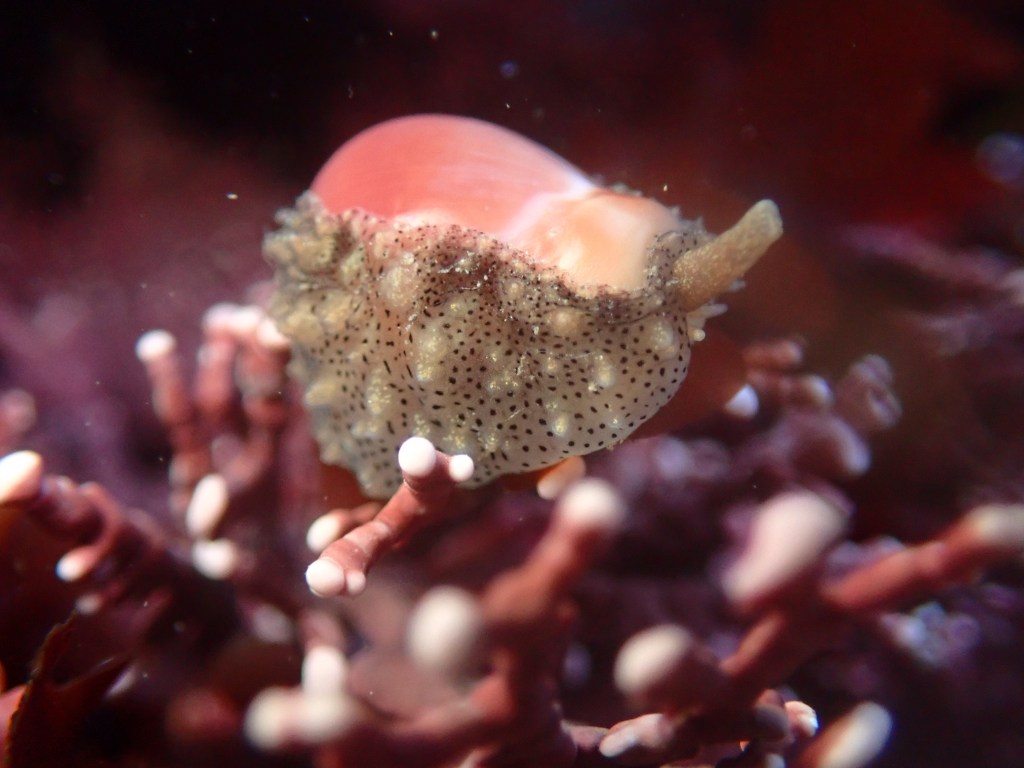 appleseed erato, tidepooling log, moss beach, central Ca tidepooling, nudibranchs, sea slugs