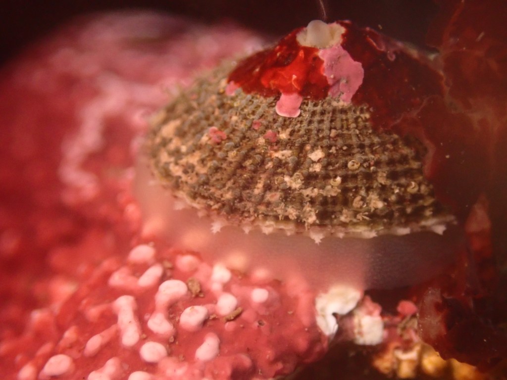 limpet, tidepooling log, moss beach, central Ca tidepooling, nudibranchs, sea slugs