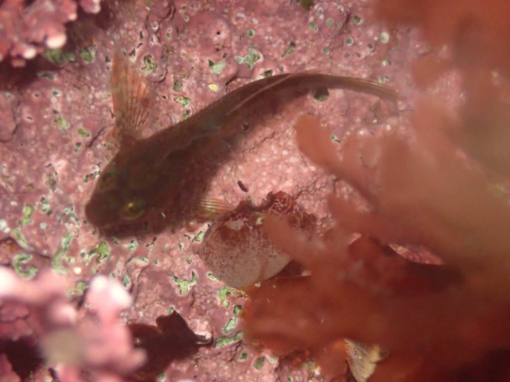 fluffy sculpin, tidepooling log, moss beach, central Ca tidepooling, nudibranchs, sea slugs